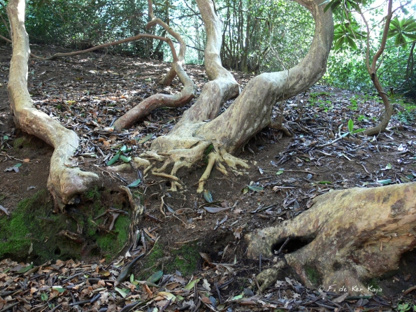 Bois des Moutiers (128) mars 2012